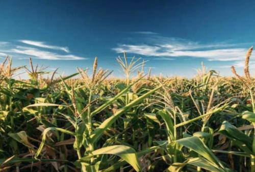 The Uses of Zinc Chloride in Agriculture